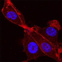 Human Syntaxin 4 Antibody, R D Systems:Antibodies:Primary Antibodies