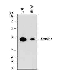 Human Syntaxin 4 Antibody, R D Systems:Antibodies:Primary Antibodies
