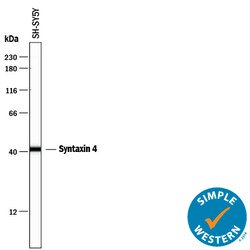 Human Syntaxin 4 Antibody, R D Systems:Antibodies:Primary Antibodies