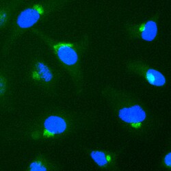 Human Syntaxin 6 Antibody, R D Systems 100 &mu;g | Buy Online | R&D Systems | Fisher Scientific