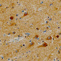 Human Syntaxin 6 Antibody, R D Systems 100 &mu;g | Buy Online | R&D Systems | Fisher Scientific