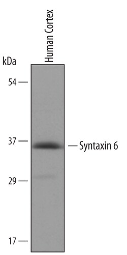 Human Syntaxin 6 Antibody, R D Systems 100 &mu;g | Buy Online | R&D Systems | Fisher Scientific