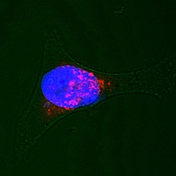 Human/Mouse/Rat Syntaxin 7 Antibody, R D Systems 100&mu;g; Unlabeled:Antibodies,