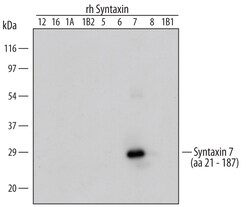 Human/Mouse/Rat Syntaxin 7 Antibody, R D Systems 100&mu;g; Unlabeled:Antibodies,