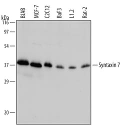 Human/Mouse/Rat Syntaxin 7 Antibody, R D Systems 100&mu;g; Unlabeled:Antibodies,