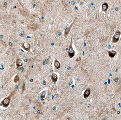 Human/Mouse/Rat Syntaxin 8 Antibody, R D Systems 25&mu;g; Unlabeled:Antibodies,