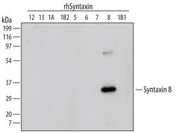 Human/Mouse/Rat Syntaxin 8 Antibody, R D Systems 25&mu;g; Unlabeled:Antibodies,