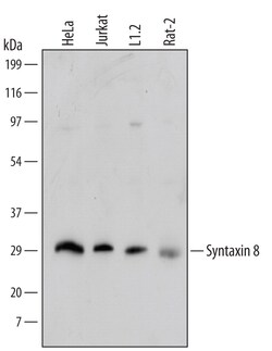 Human/Mouse/Rat Syntaxin 8 Antibody, R D Systems 25&mu;g; Unlabeled:Antibodies,