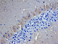 Human/Mouse/Rat Syntaxin-BP1 Antibody, R D Systems 25&mu;g; Unlabeled:Antibodies,