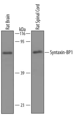 Human/Mouse/Rat Syntaxin-BP1 Antibody, R D Systems 25&mu;g; Unlabeled:Antibodies,