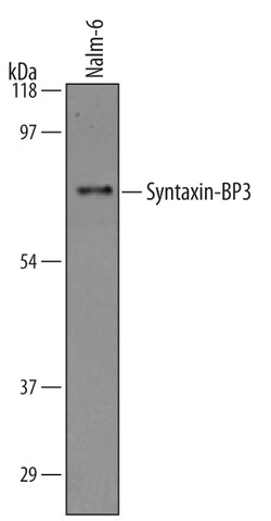 Human Syntaxin-BP3 Antibody, R D Systems 25&mu;g; Unlabeled:Antibodies,
