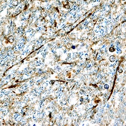 Human alpha-Synuclein Antibody, R D Systems 25&mu;g; Unlabeled:Antibodies,