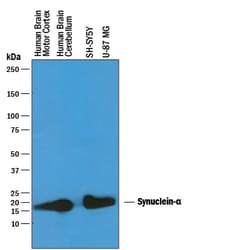 Human alpha-Synuclein Antibody, R D Systems 25&mu;g; Unlabeled:Antibodies,