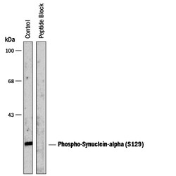 Phospho alpha-Synuclein (S129) Antibody, R D Systems 100 &mu;L | Buy Online | R&D Systems | Fisher Scientific