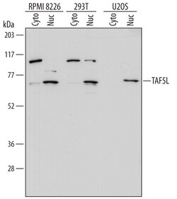 Human TAF5L Antibody, R D Systems 100&mu;g; Unlabeled:Antibodies, Polyclonal