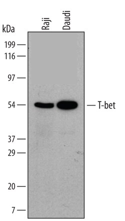 Human T-bet/TBX21 Antibody, R D Systems 100ug; Unlabeled:Antibodies, Monoclonal