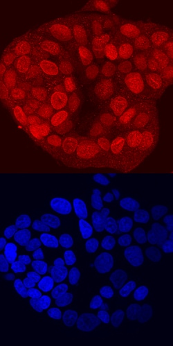 Human TBX2 Antibody, R D Systems 100ug; Unlabeled:Antibodies, Monoclonal