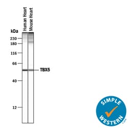 Human/Mouse TBX5 Antibody, R D Systems 25&mu;g; Unlabeled:Antibodies, Polyclonal