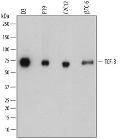Mouse TCF-3/E2A Antibody, R D Systems 100&mu;g; Unlabeled:Antibodies, Polyclonal