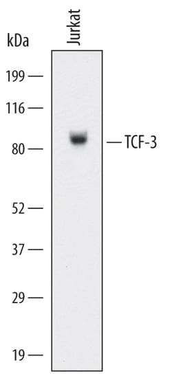 Human TCF-3/E2A Antibody, R D Systems 100ug; Unlabeled:Antibodies, Monoclonal