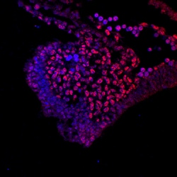 Mouse TCF-3/E2A Antibody, R D Systems 100ug; Unlabeled:Antibodies, Monoclonal