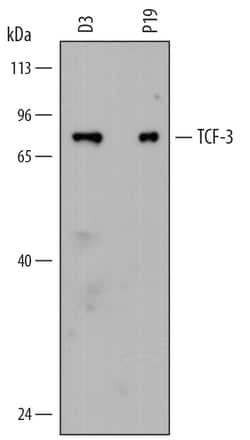 Mouse TCF-3/E2A Antibody, R D Systems 100ug; Unlabeled:Antibodies, Monoclonal