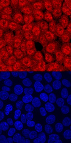 Human TCF7/TCF1 Antibody, R D Systems 25&mu;g; Unlabeled:Antibodies, Polyclonal