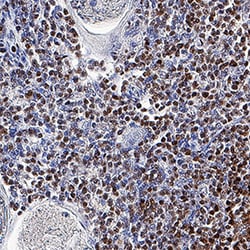 Human TCF7/TCF1 Antibody, R D Systems 25&mu;g; Unlabeled:Antibodies, Polyclonal