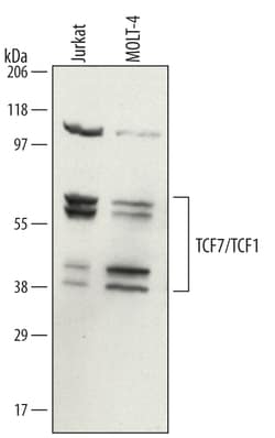 Human TCF7/TCF1 Antibody, R D Systems 25&mu;g; Unlabeled:Antibodies, Polyclonal