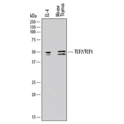 Mouse TCF7/TCF1 Antibody, R D Systems 100ug; Unlabeled:Antibodies, Monoclonal