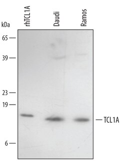 Human TCL1A Antibody, R D Systems 100&mu;g; Unlabeled:Antibodies, Polyclonal