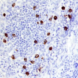 Human TCL1B Antibody, R D Systems 100&mu;g; Unlabeled:Antibodies