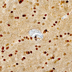 Human/Mouse/Rat TDP-43/TARDBP Antibody, R D Systems 25&mu;g; Unlabeled:Antibodies,