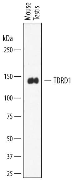 Mouse TDRD1 Antibody, R D Systems 100&mu;g; Unlabeled:Antibodies, Polyclonal