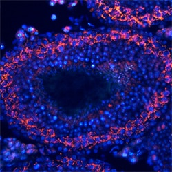 Mouse TDRD1 Antibody, R D Systems 25&mu;g; Unlabeled:Antibodies, Monoclonal