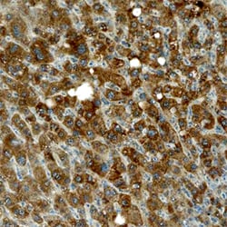 Human/Mouse Tec Antibody, R D Systems 25&mu;g; Unlabeled:Antibodies, Monoclonal