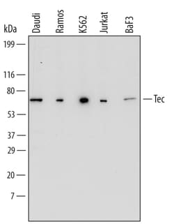 Human/Mouse Tec Antibody, R D Systems 25&mu;g; Unlabeled:Antibodies, Monoclonal