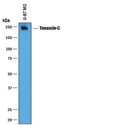 Human Tenascin C Antibody, R D Systems 100&mu;g; Unlabeled:Antibodies,