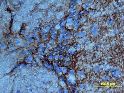 Mouse/Rat Tenascin R Antibody, R D Systems 25&mu;g; Unlabeled:Antibodies,