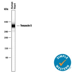 Human Tenascin X Antibody, R D Systems 100ug; Unlabeled:Antibodies, Monoclonal