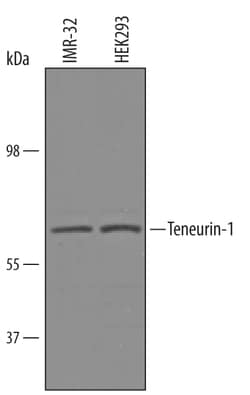 Human Teneurin-1 Antibody, R D Systems 25&mu;g; Unlabeled:Antibodies, Polyclonal