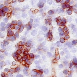 Mouse TER-119 Biotinylated Antibody, R D Systems 250ug; Biotin:Antibodies,