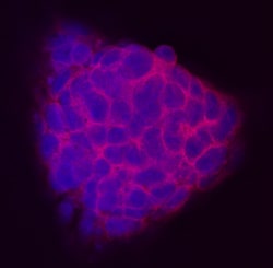 Mouse TEX19.1 Antibody, R D Systems 100ug; Unlabeled:Antibodies, Monoclonal