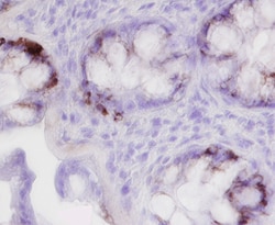 Human Trefoil Factor 3 Antibody, R D Systems 100ug; Unlabeled:Antibodies,