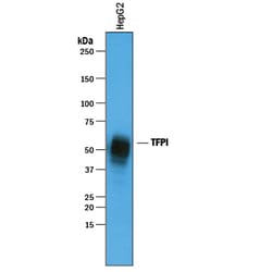 Human TFPI Antibody, R D Systems 100&mu;g; Unlabeled:Antibodies, Polyclonal