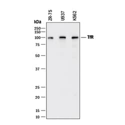 Human TfR (Transferrin R) Antibody, R D Systems 25&mu;g; Unlabeled:Antibodies,