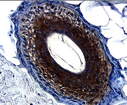 TGF-beta 1, 2, 3 Antibody, R D Systems 25&mu;g; Unlabeled:Antibodies, Monoclonal