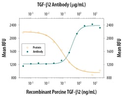 TGF-beta 2 Antibody, R D Systems 1mg; Unlabeled:Antibodies, Polyclonal
