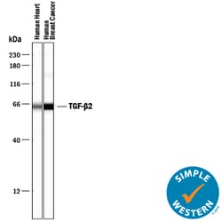 TGF-beta 2 Antibody, R D Systems 1mg; Unlabeled:Antibodies, Polyclonal