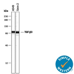 TGF-beta 3 Antibody, R D Systems 100 &mu;g | Buy Online | R&D Systems | Fisher Scientific